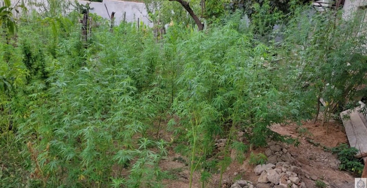 If convicted, they face up to 12 years in prison under Georgia’s criminal code