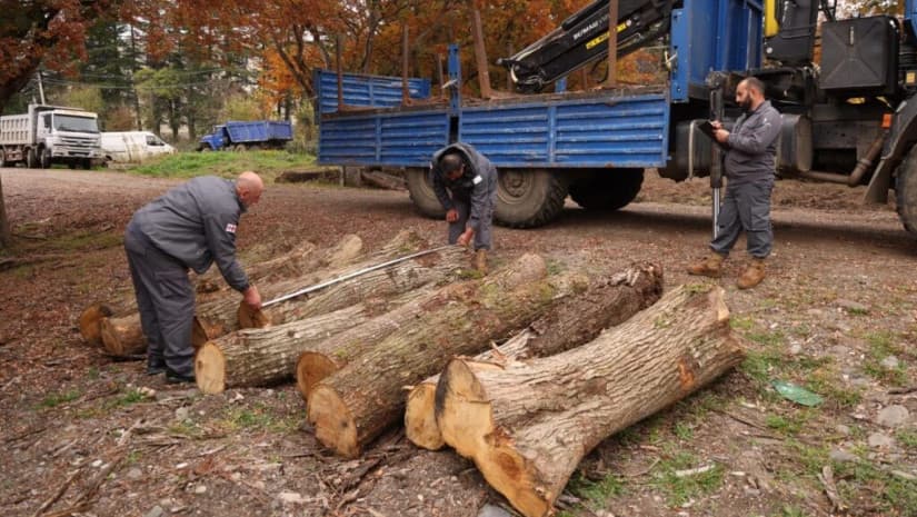 იმერეთში წითელი ნუსხით დაცული წაბლის სახეობის უკანონო ჭრის ფაქტი გამოვლინდა