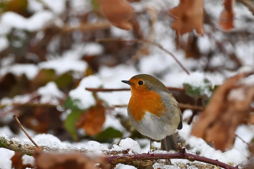 27-31 დეკემბერს მოსალოდნელი ამინდი საქართველოში