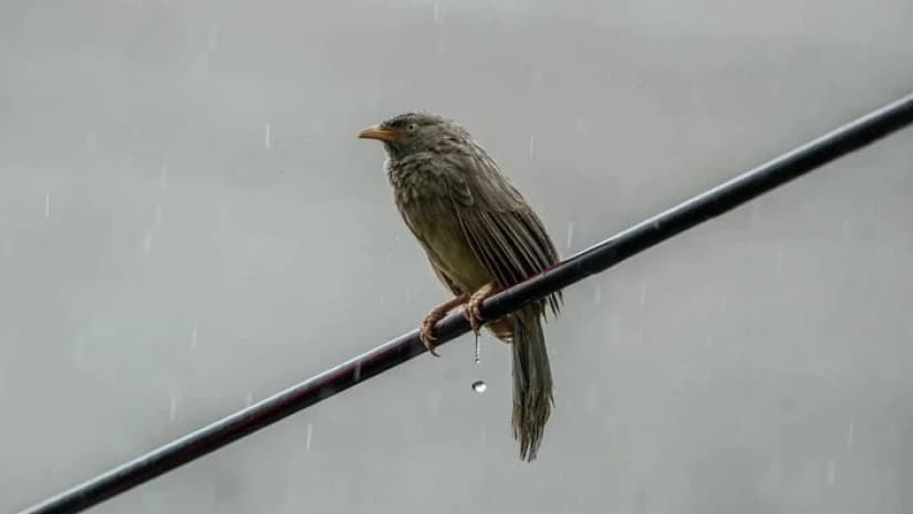 16-18 დეკემბერს მოსალოდნელი ამინდი საქართველოში