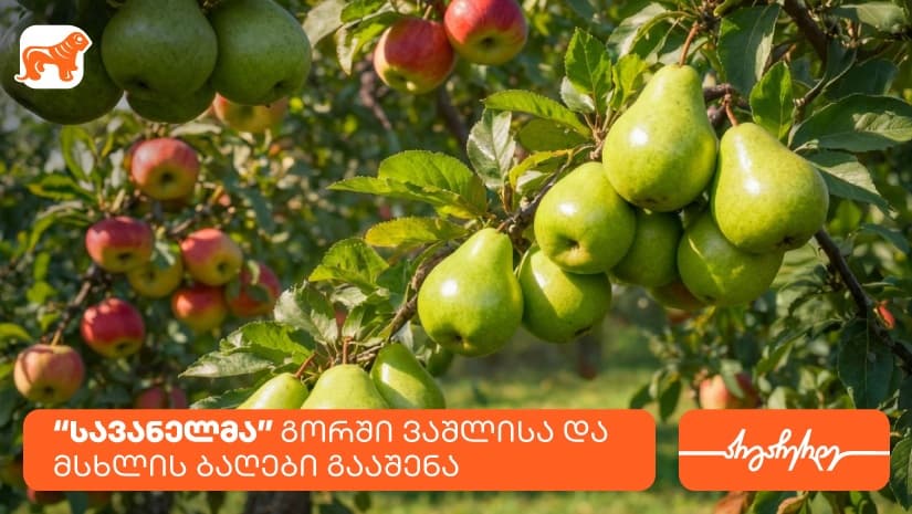 კომპანია სავანელმა გორში ხეხილის ბაღები გააშენა - მხარდამჭერი "საქართველოს ბანკია"