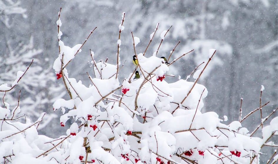 15-17 იანვარს მოსალოდნელი ამინდი საქართველოში 