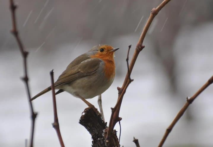 10-12 იანვარს მოსალოდნელი ამინდი საქართველოში