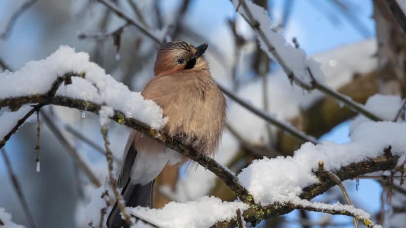 24-26 იანვარს მოსალოდნელი ამინდი საქართველოში