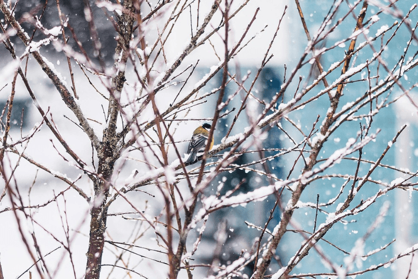 21-23 იანვარს მოსალოდნელი ამინდი საქართველოში