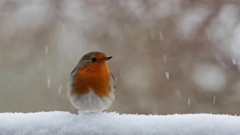 8-10 თებერვალს მოსალოდნელი ამინდი საქართველოში