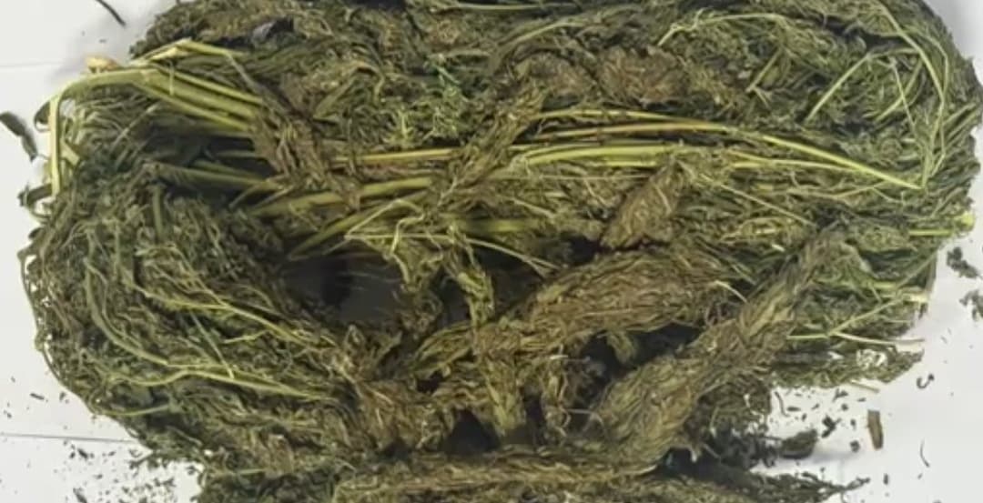 პოლიციამ წალკაში განსაკუთრებით დიდი ოდენობით "მარიხუანა" და ცეცხლსასროლი იარაღი ამოიღო - დაკავებულია 2 პირი