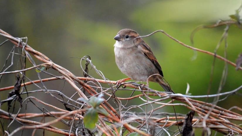 2-4 აპრილს მოსალოდნელი ამინდი საქართველოში