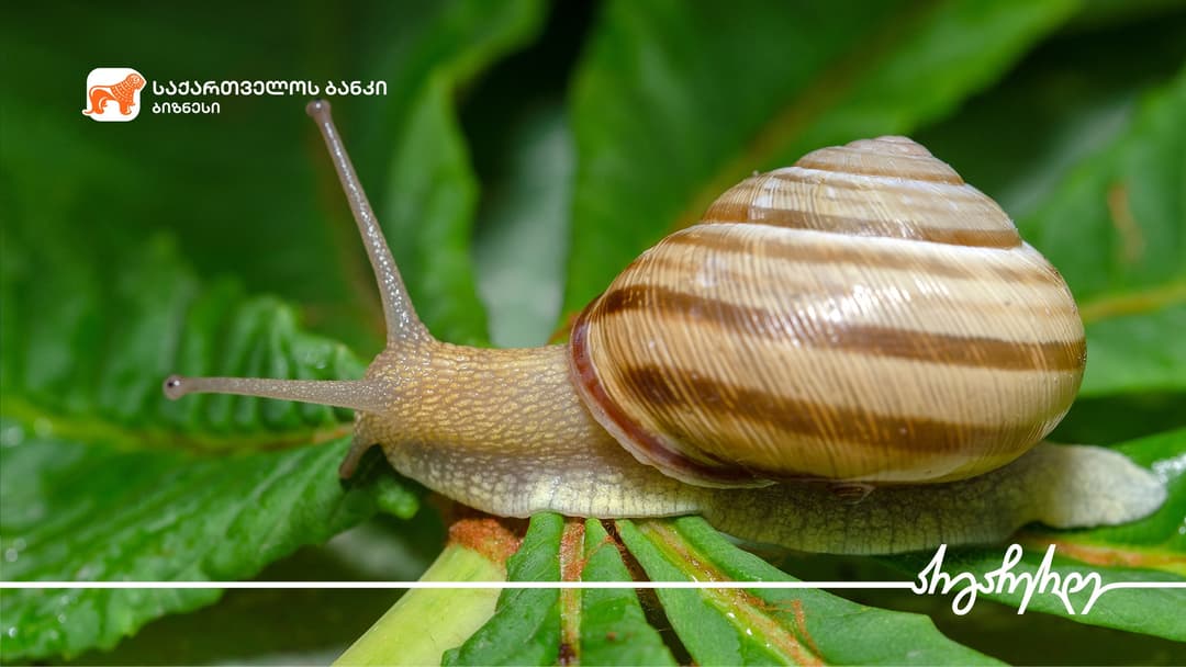სიღნაღში 5 ჰა-ზე ლოკოკინების ფერმა “საქართველოს ბანკის” მხარდაჭერით გაშენდა
