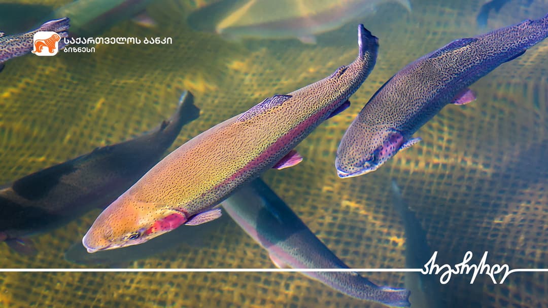 “საქართველოს ბანკის” მხარდაჭერით გორში საკალმახე მეურნეობა გაფართოვდა