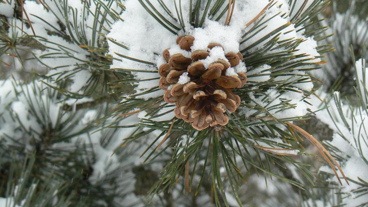 25-28 დეკემბერს მოსალოდნელი ამინდი საქართველოში