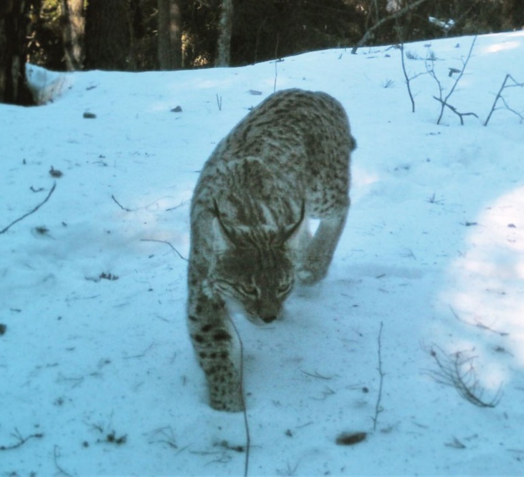 ბორჯომ-ხარაგაულის ეროვნულ პარკში ფოცხვერი გამოჩნდა