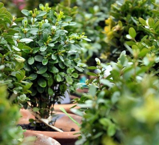 ბზის მოჭრაზე კონტროლი მკაცრდება