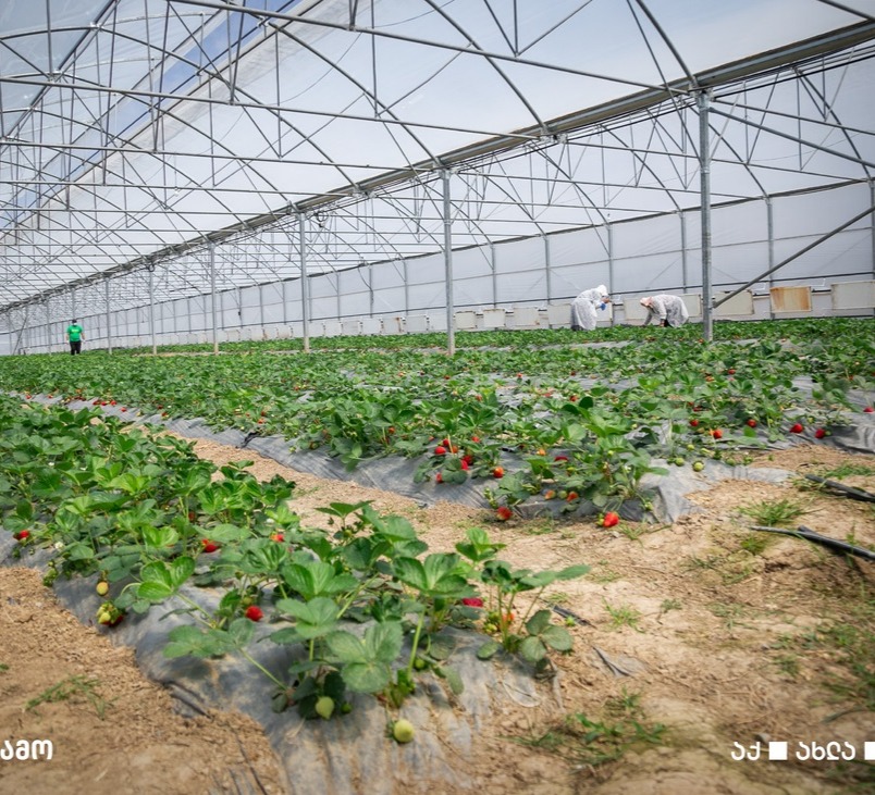 თიბისის მხარდაჭერით, მცხეთის მუნიციპალიტეტში ახალი სასათბურე მეურნეობა ამოქმედდა