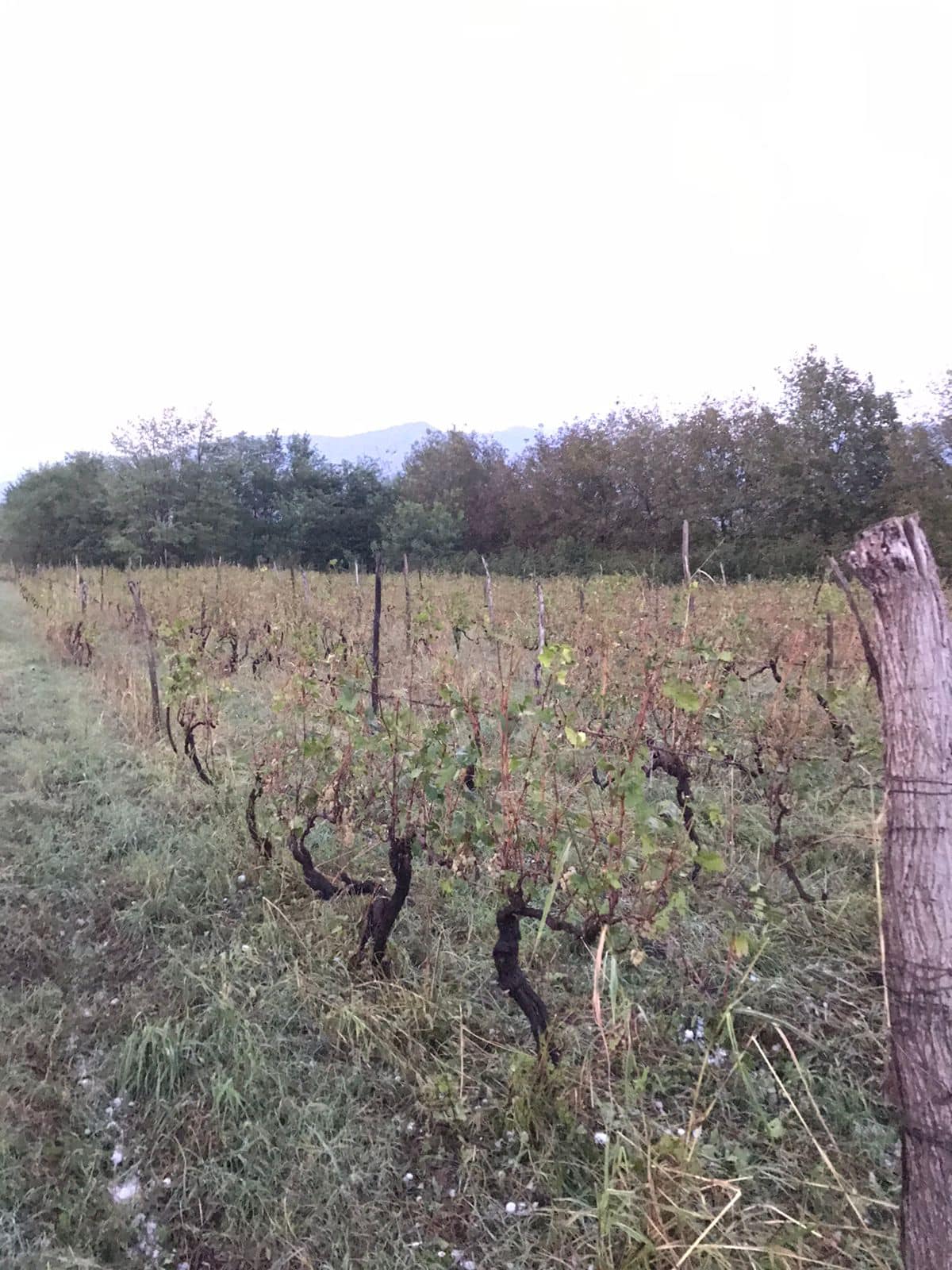 “უკვე დღეიდან შესაძლებელია დაზიანებული ყურძნის სახელმწიფო საწარმოში ჩაბარება”