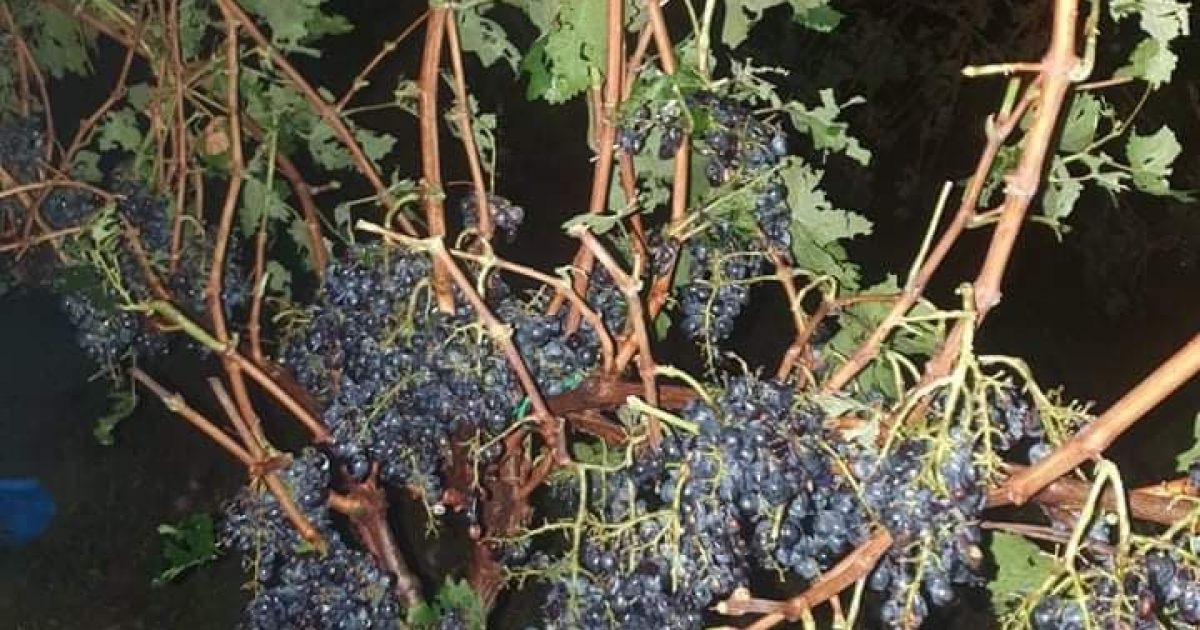 Gov’t vows to purchase hail-damaged grapes