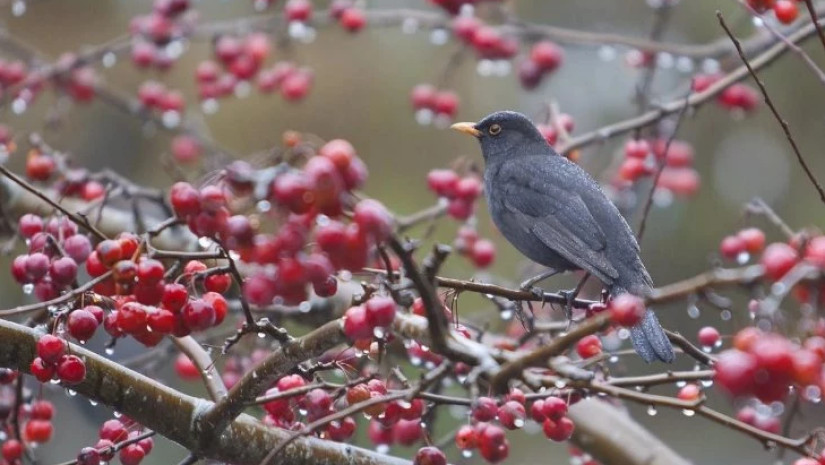 2-4 დეკემბერს მოსალოდნელი ამინდი საქართველოში