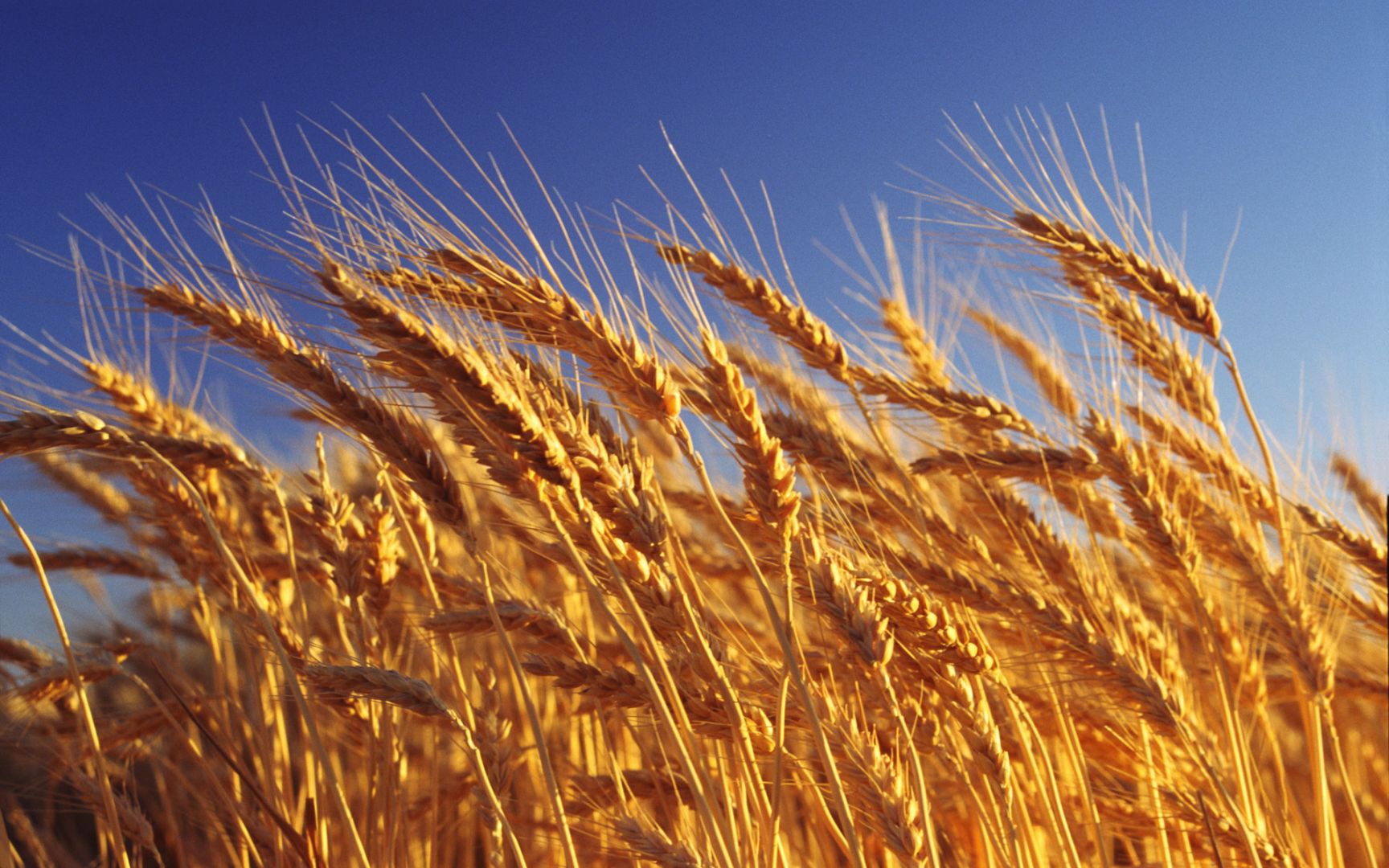 UNESCO adds Georgian wheat culture to Intangible Heritage List